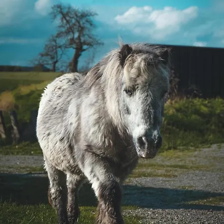 Landurlaub Mit Neugierigen Blicken In Den Pferdestall, Eingezaeuntem Garten, Kamin Und Sauna Tatil Evi