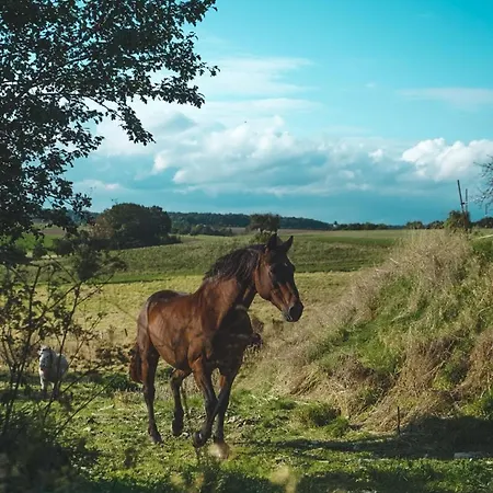 Landurlaub Mit Neugierigen Blicken In Den Pferdestall, Eingezaeuntem Garten, Kamin Und Sauna Tatil Evi Rot am See