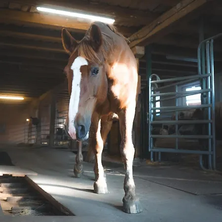 Landurlaub Mit Neugierigen Blicken In Den Pferdestall, Eingezaeuntem Garten, Kamin Und Sauna Rot am See