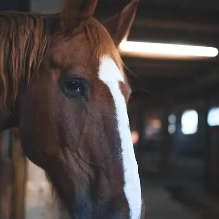 Tatil Evi Landurlaub Mit Neugierigen Blicken In Den Pferdestall, Eingezaeuntem Garten, Kamin Und Sauna Rot am See